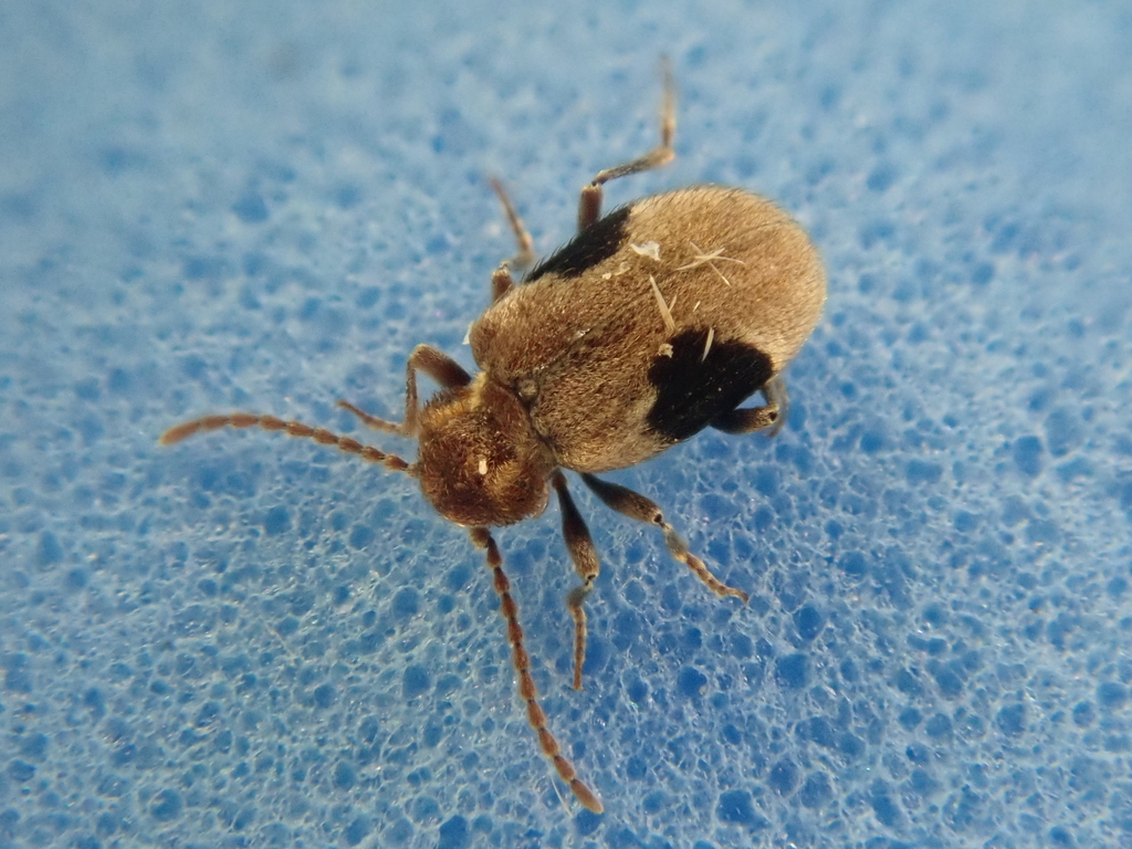 Ptinus plagiatus