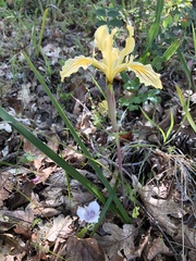 Iris bracteata