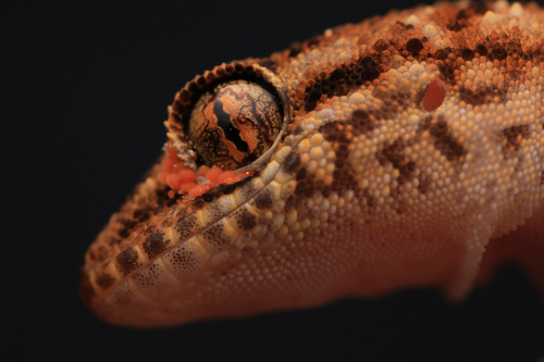 Bynoe's Gecko, Heteronotia binoei