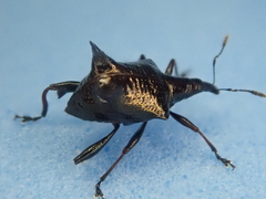 Scolopterus penicillatus