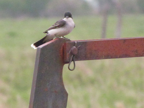 Eastern Kingbird