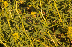 Cleomella palmeri