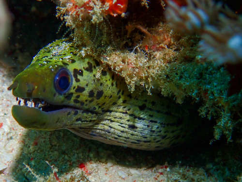 Gymnothorax fimbriatus observed 2026-07-21