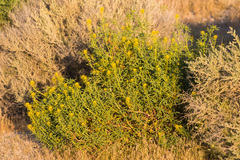 Cleomella palmeri