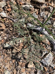 Lomatium macrocarpum