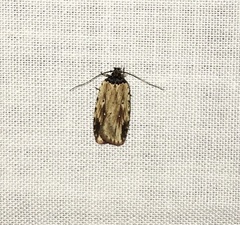 Agonopterix atrodorsella