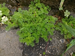 Soliva