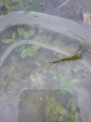 Eubranchipus oregonus