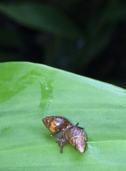 Image of Auriculella diaphana