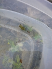 Eubranchipus oregonus