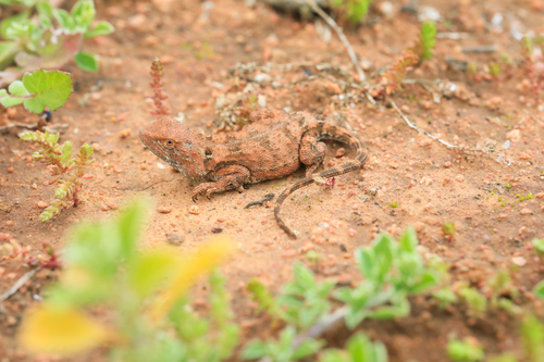 Lined Earless Dragon, Tympanocryptis lineata