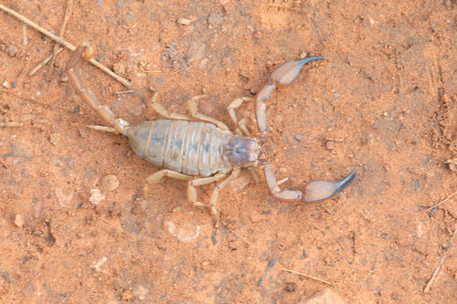 Flinders Ranges Scorpion photo 4