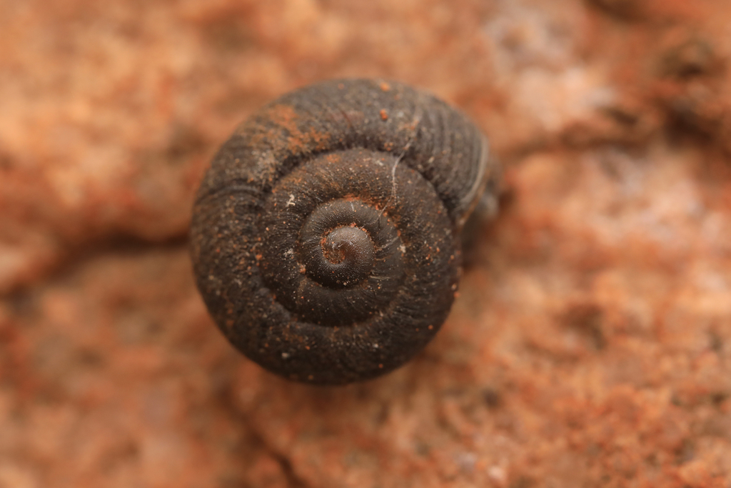 Cupedora luteofusca