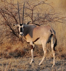 Oryx beisa