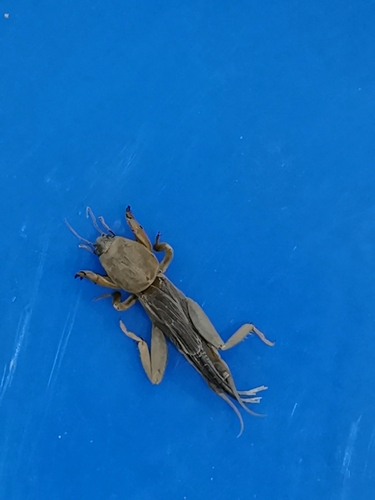 Oriental Mole Cricket