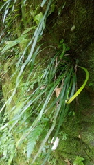 Haplopteris anguste-elongata