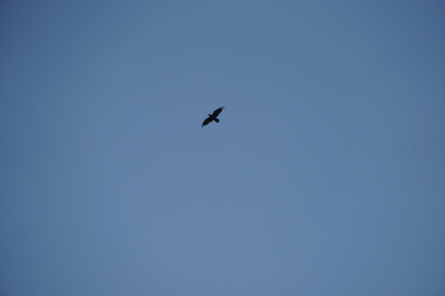 iNaturalist observation photo of Common Raven