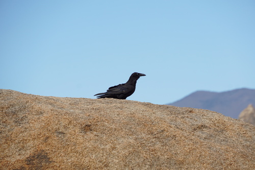 iNaturalist observation photo of Common Raven
