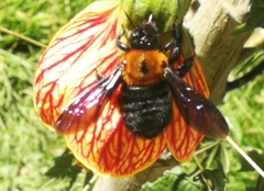Xylocopa rufidorsum