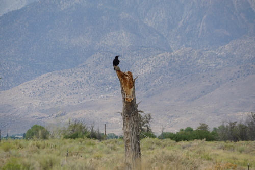 iNaturalist observation photo of Common Raven