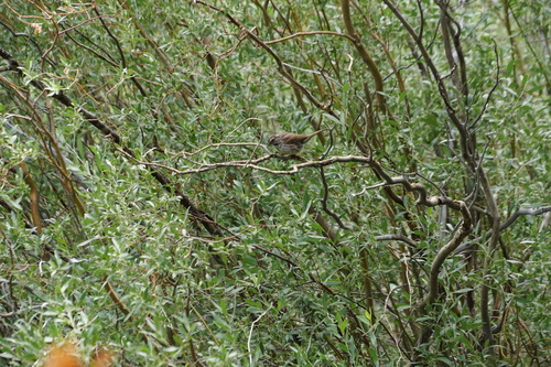iNaturalist observation photo of Song Sparrow