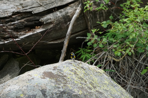 iNaturalist observation photo of Yellow-rumped Warbler