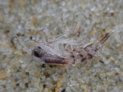 Themisto australis