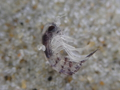 Themisto australis