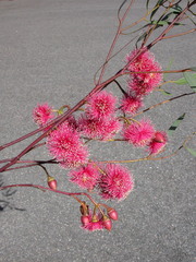 Eucalyptus armillata