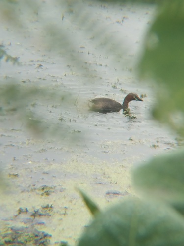 iNaturalist image