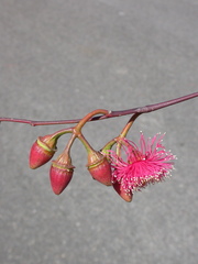 Eucalyptus armillata
