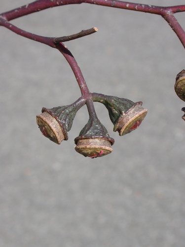 Eucalyptus armillata 3