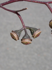 Eucalyptus armillata