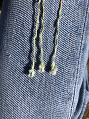 Micropus californicus