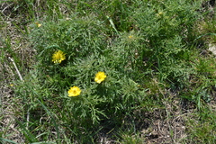 Adonis volgensis