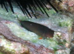 Ophioblennius macclurei