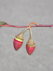 Eucalyptus armillata