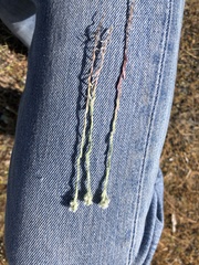 Micropus californicus