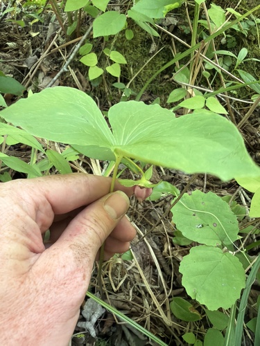 Trillium cernuum, photograph 6