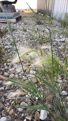 Foxtail Barley
