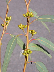 Eucalyptus laeliae