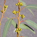 Eucalyptus laeliae - Photo (c) Dean Nicolle, μερικά δικαιώματα διατηρούνται (CC BY-NC), uploaded by Dean Nicolle