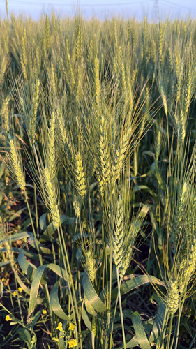 Bread Wheat