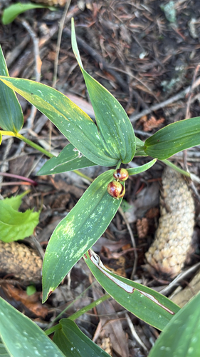 star-flowered lily-of-the-valley