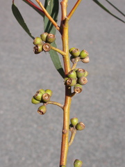 Eucalyptus laeliae