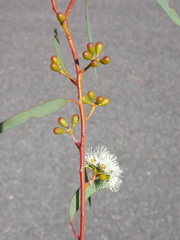 Eucalyptus laeliae