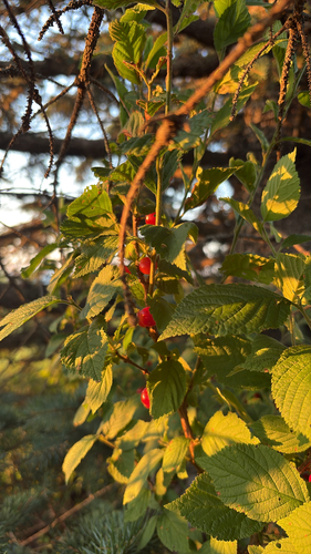 Nanking Cherry