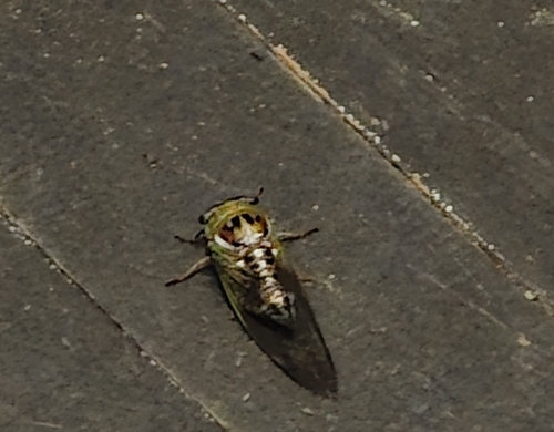 Walker's Annual Cicada