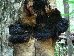 Inonotus obliquus sterilis