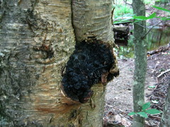 Inonotus obliquus sterilis